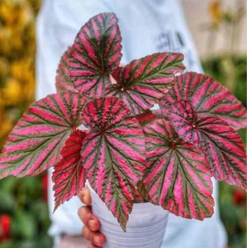 景观植物鉴赏:竹节秋海棠的资料大全