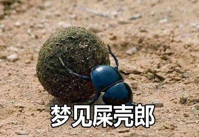 梦见屎壳郎周公解梦，梦见屎壳郎是什么意思？