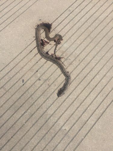 开车压到蛇有什么忌讳