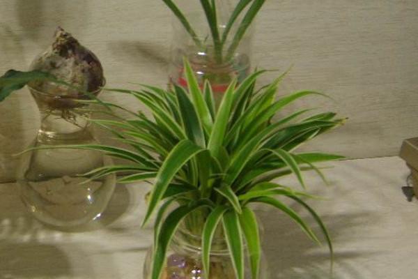 种植吊兰有哪些风水讲究