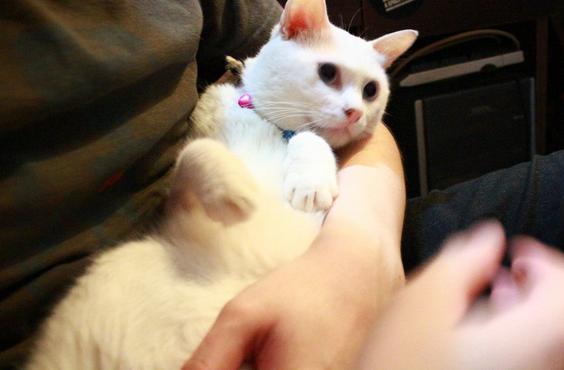 梦见怀里抱着自己养的猫是什么意思