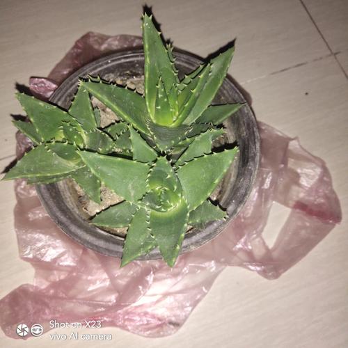 办公室养殖芦荟风水好不好?芦荟对风水有什么作用?