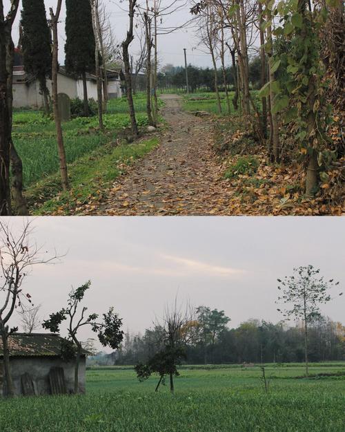 梦见鸡鸭鹅狗是什么意思