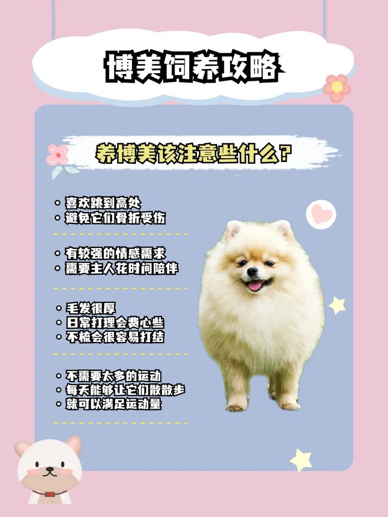 博美名字大全英文名