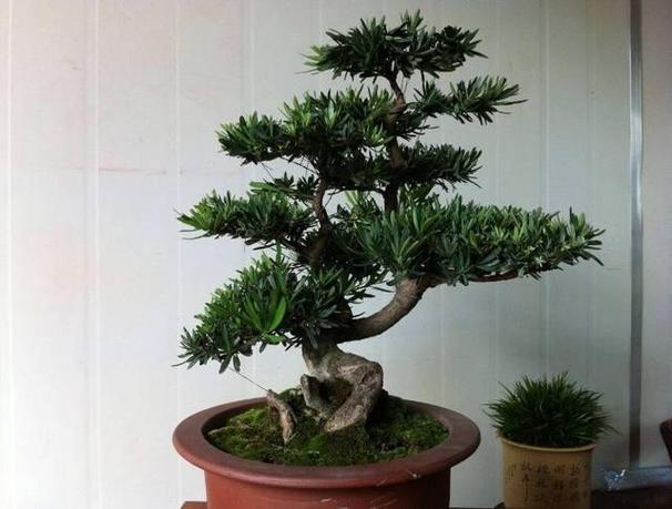 适合家里风水的盆栽