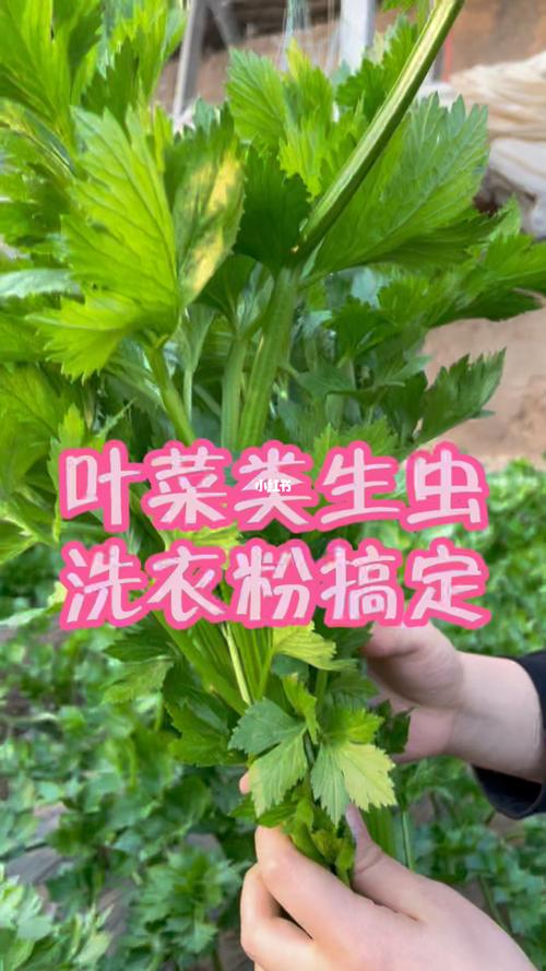 梦见叶菜上长满了虫子