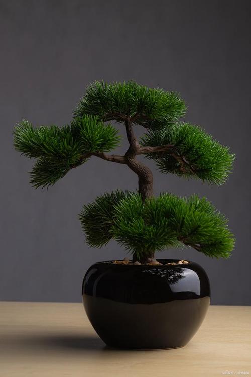 改善生肖气场的风水开运植物
