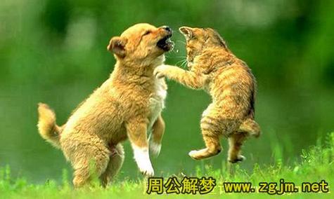 梦见狗吃猫