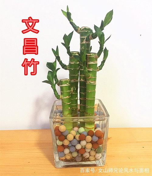 办公室摆放盆栽竹子的风水好不好?风水竹有哪几种?
