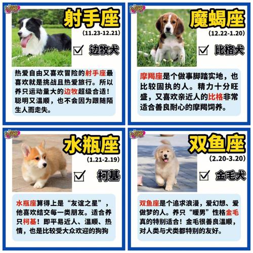 星座最适合养什么动物