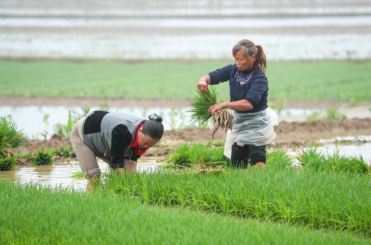 谷雨时节农民做什么农事活动