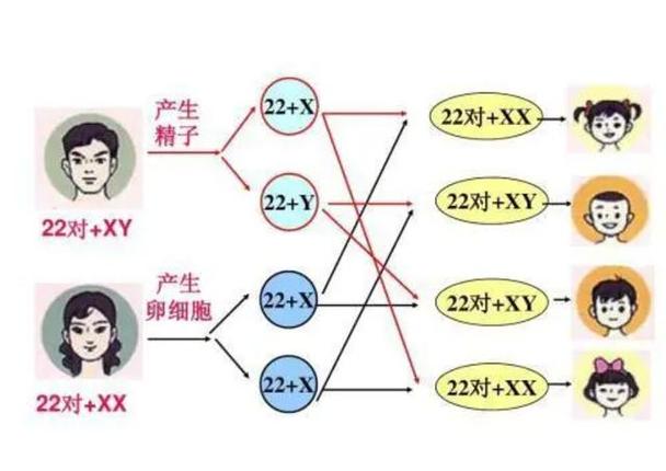 梦是人类的一种遗传基因