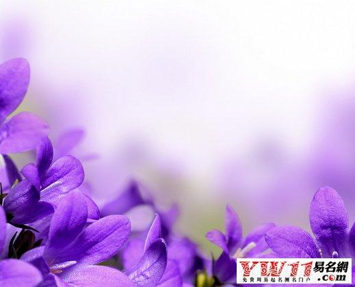 免费周公解梦 梦见丁香花