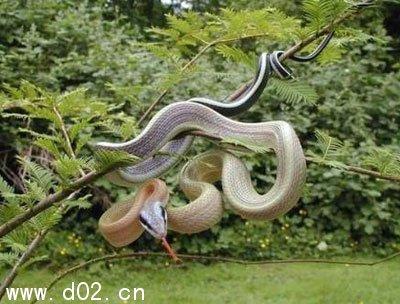 梦见蛇不见了