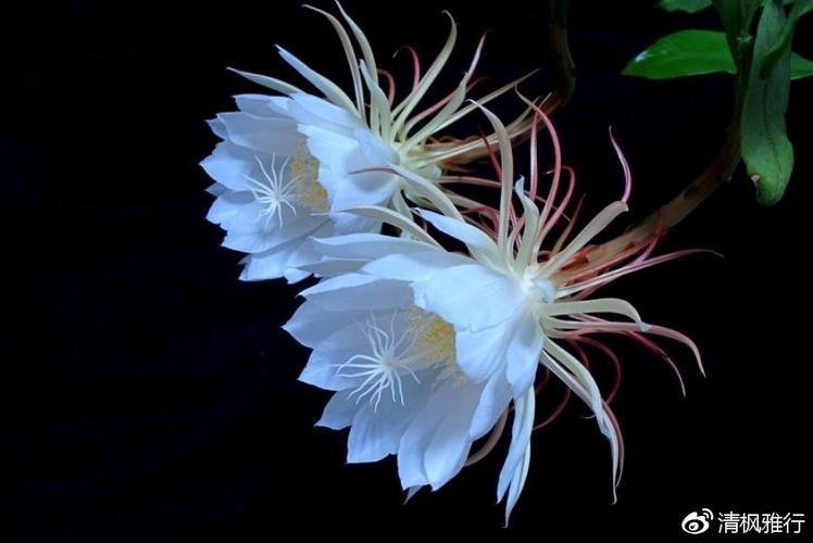 代表遗忘的花是什么花?