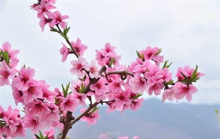 属鸡的正桃花在哪个方向
