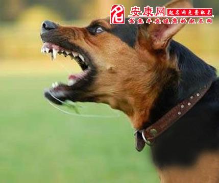 梦见被狗叫