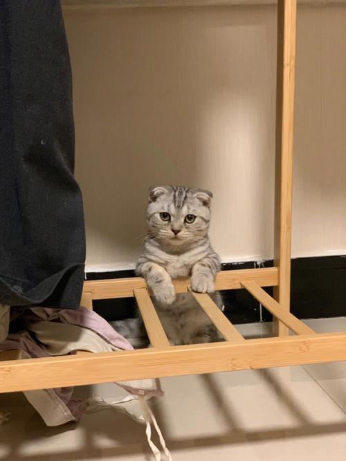 梦见猫饿疯了