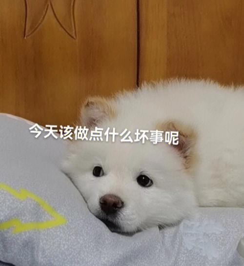 属狗女的小心机