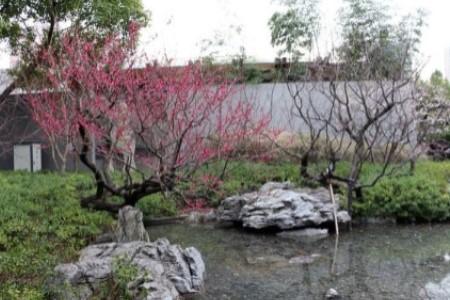 院子里种梅花风水好吗?