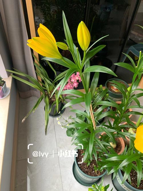 梦到花枝被折断是好还是坏