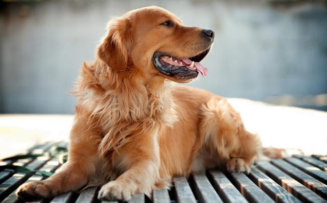 星座的忠犬属性,那个XX你就是星座中的二哈