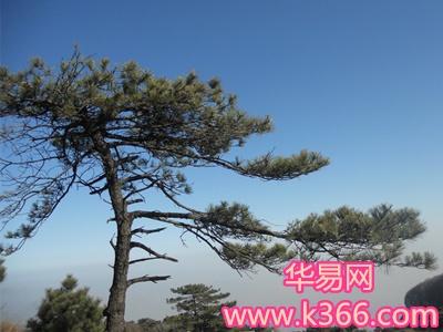 梦见松树什么意思