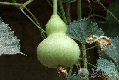 梦见葫芦是什么意思