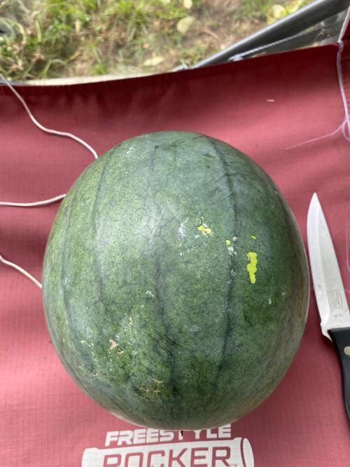 梦见长在藤上的大西瓜没太熟好不好