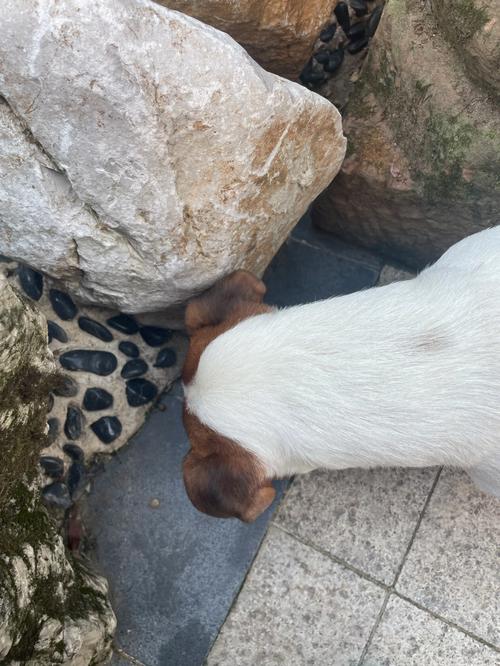 家里养锦鲤鱼风水知识