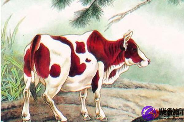 97年属牛住8楼好风水