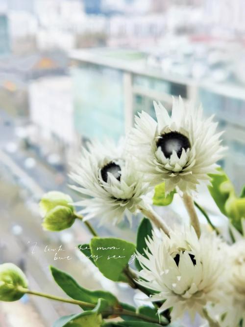 白莲花说的就是这些生肖