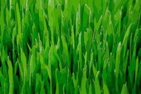 梦见小草