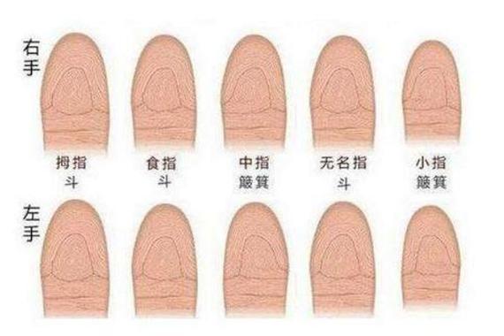 解析指纹上有八个斗的男人感情状况