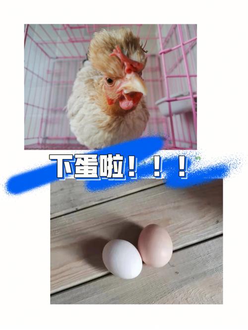 梦见母鸡下蛋蛋破了,冲破心情禁锢