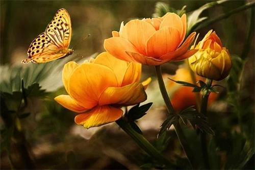 属狗的代表花是什么花
