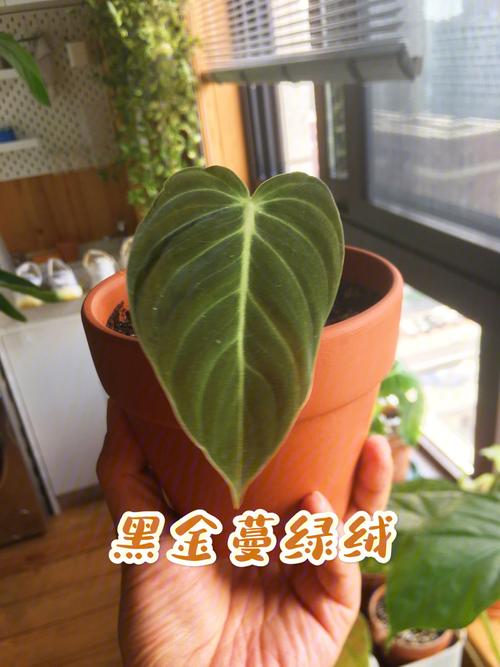 金钻蔓绿绒的养殖方法