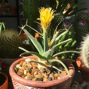 办公室风水植物仙人球