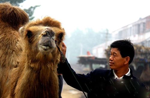 传授牵骆驼走街相法铁口直断“过三关”绝技