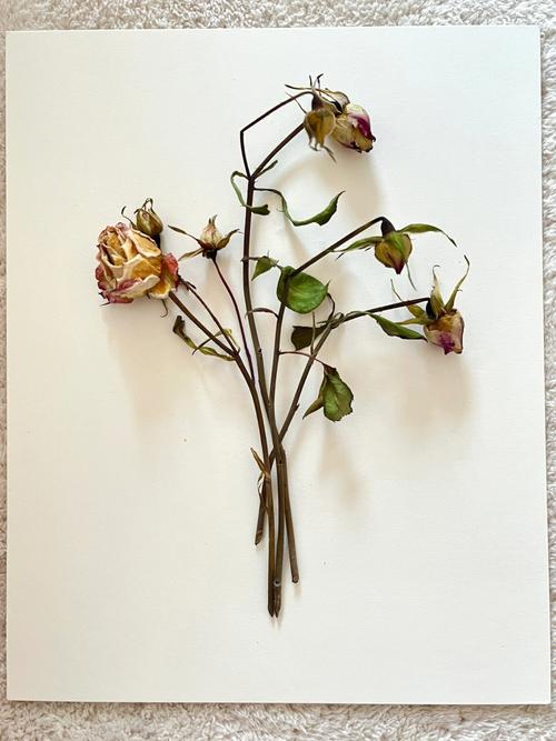 家里为什么不能放干花