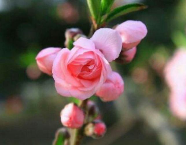 这个春天属于哪个生肖的桃花会来到