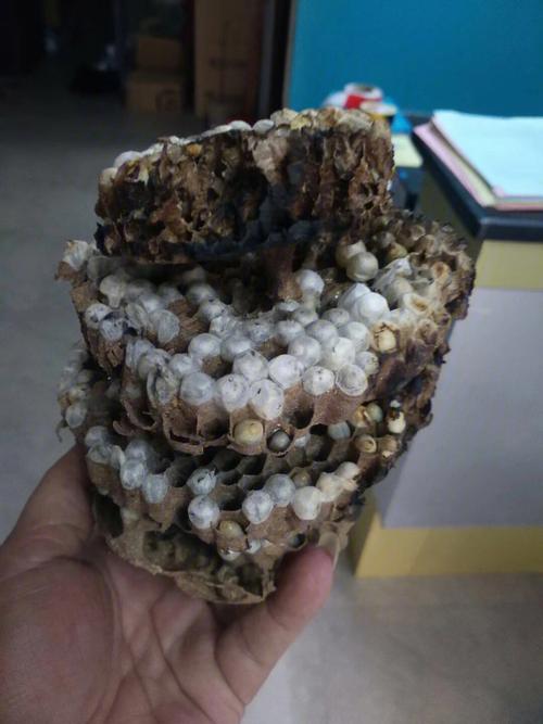 梦见蚂蜂窝