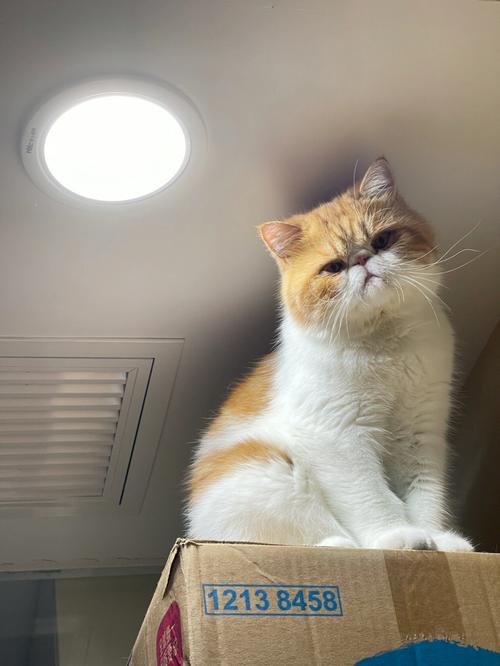 家里养猫对财运好不好