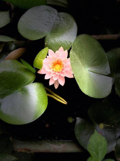 梦见睡莲怎么回事