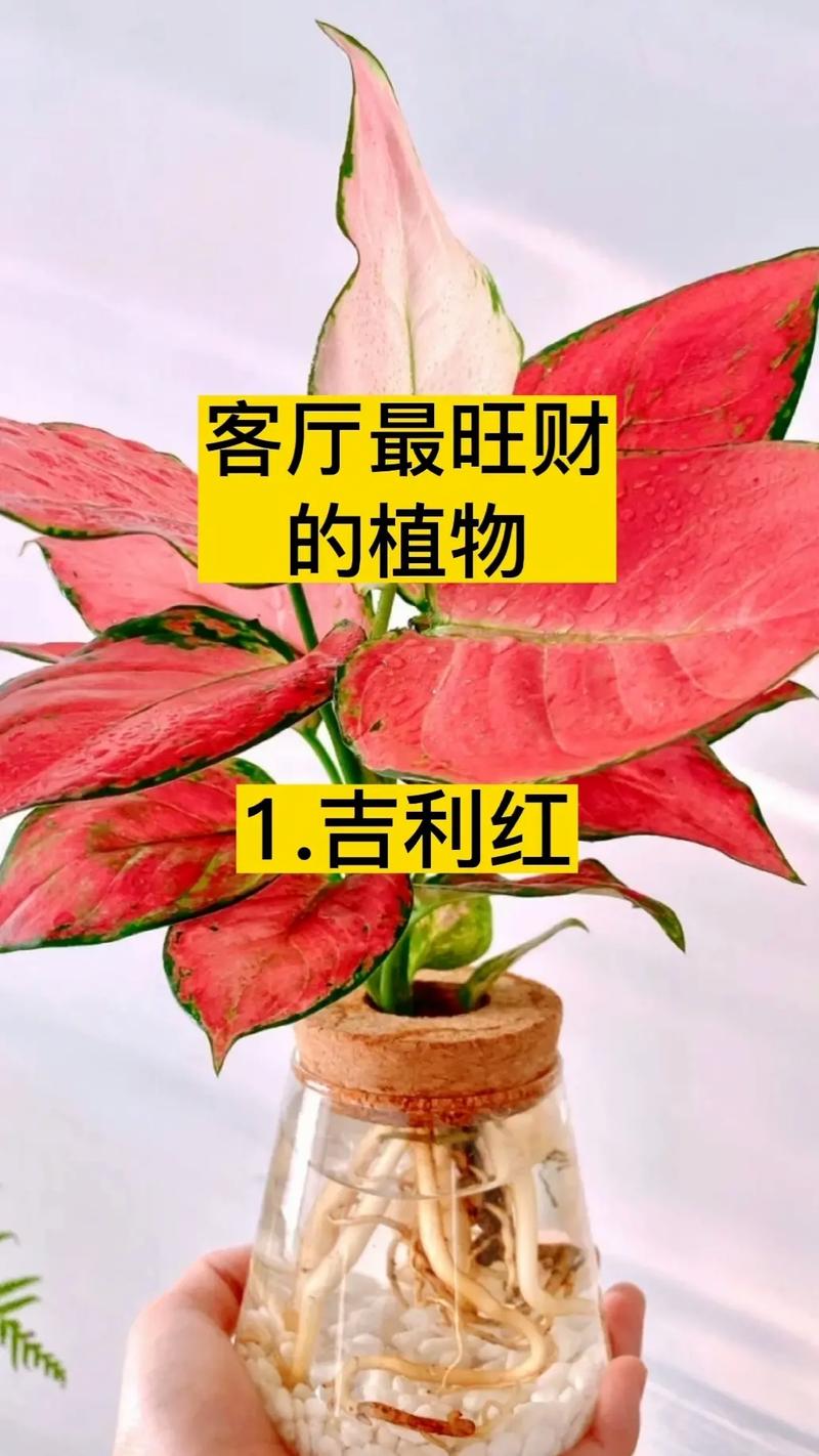 旺财小妙招,值得一试