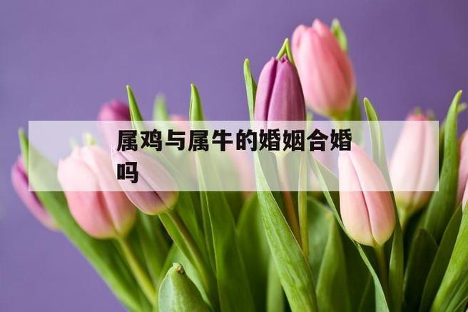 属牛和属鸡的婚姻会长久吗?