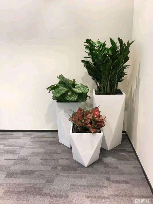 办公室摆放植株方位