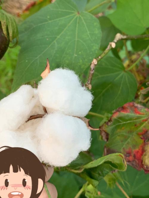 梦见别人摘棉花