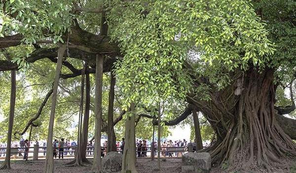 农村在这些地方种百年榕树的风水意义