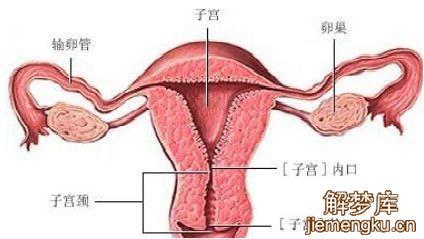 梦见子宫是什么意思